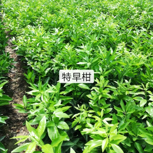 富川县脐橙树苗 本苗场长年供求各种优质果苗