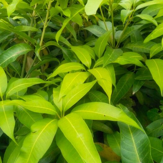 田东县 各类品种优质芒果苗