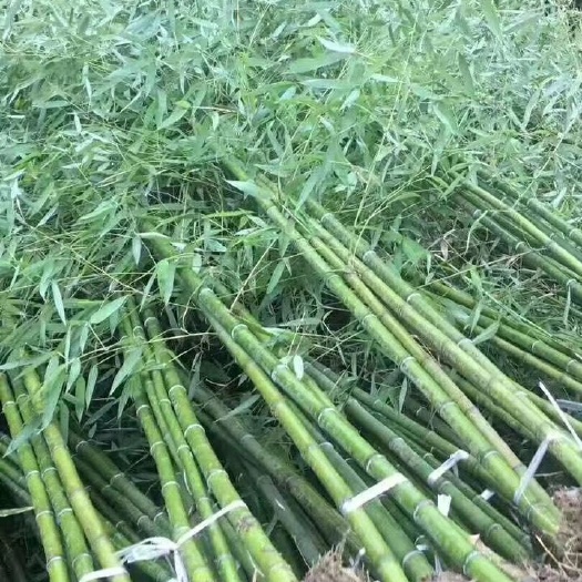南阳绿茶树苗 量大优惠