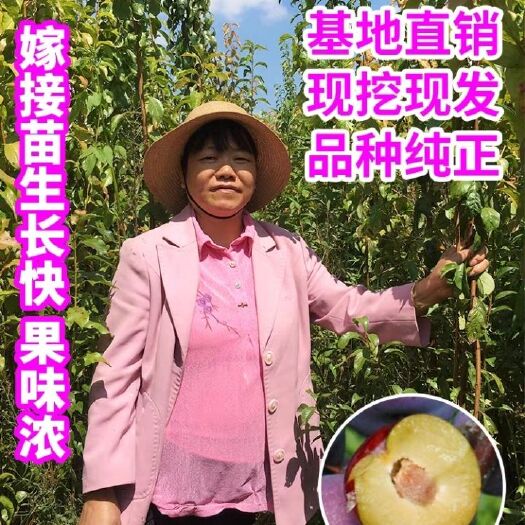 平邑县 黑李子树苗 现挖现发 包纯度 包成活假一赔十