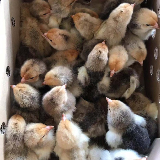 南宁 K9鸡苗