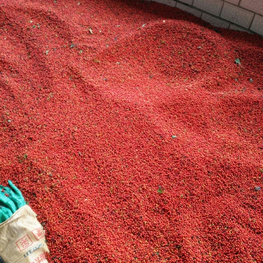 榕江县草珊瑚