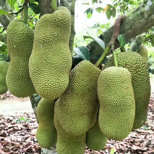 灵山县马来西亚一号菠萝蜜苗  马来西亚菠萝蜜，正品嫁接苗