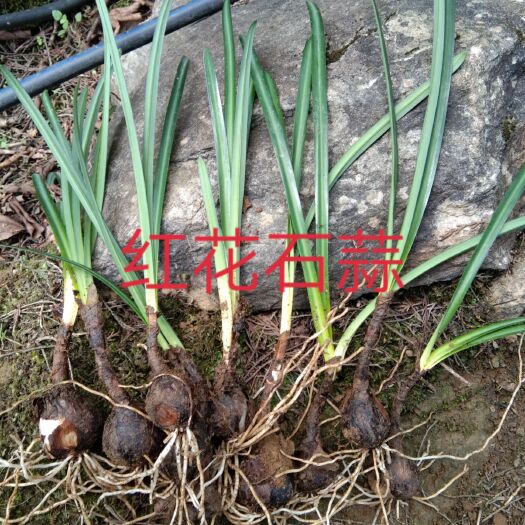 叙永县石蒜苗 大量供应红花，黄花石蒜种球，现货供应
