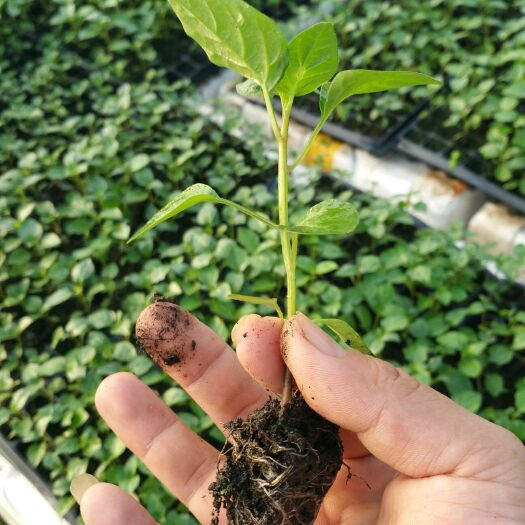 容县 供应五彩椒苗好吃的泡椒苗