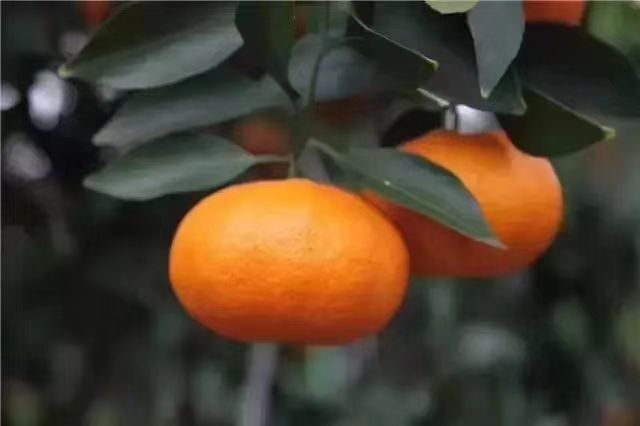 成都甘平枝条  甘平 牙条 橞条