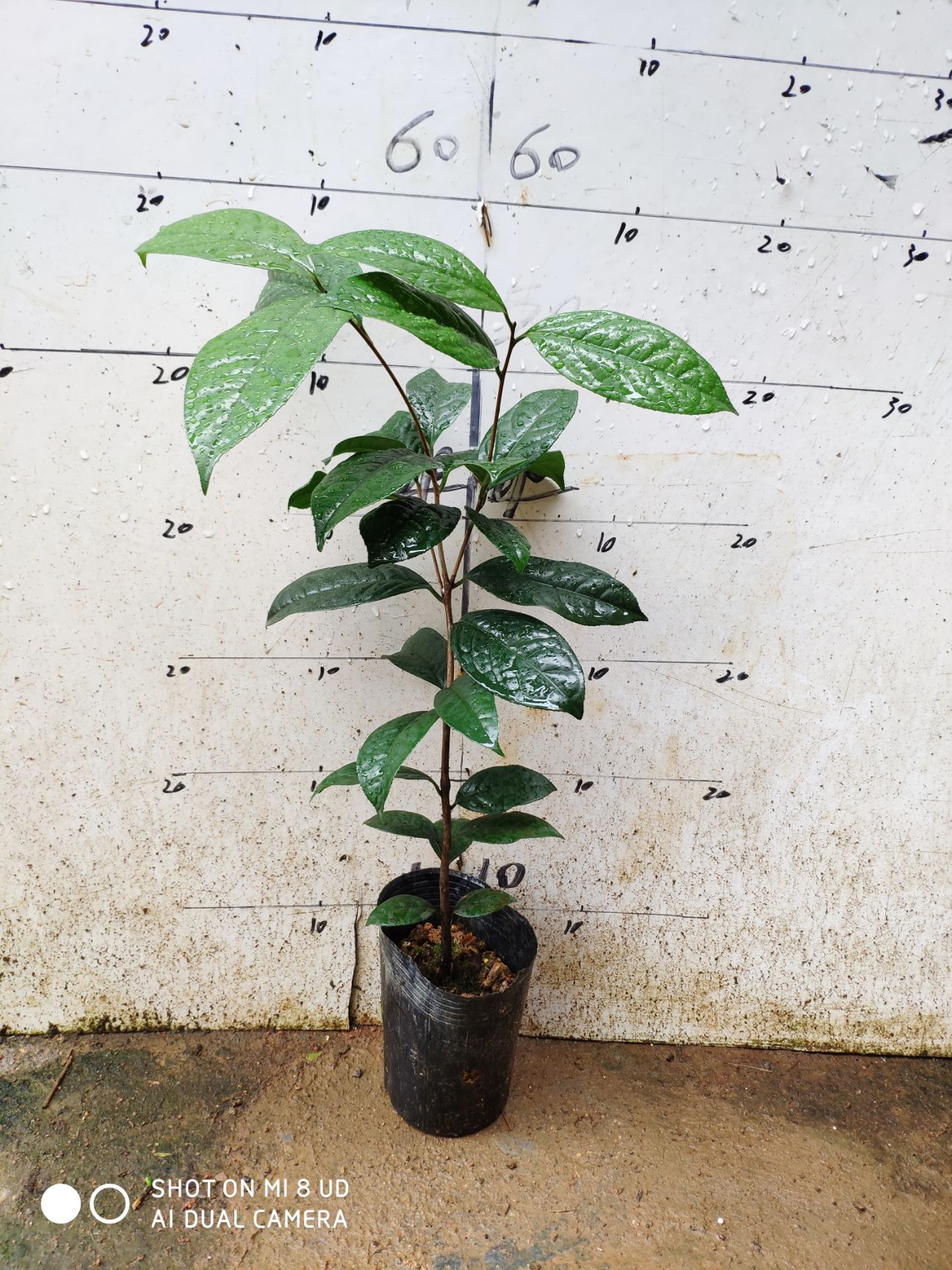 金花茶盆栽 金花茶种子苗 2年 原生 防普金花茶种子苗 原产地 品质保证