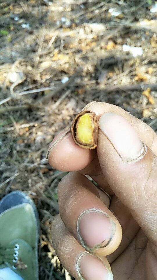 野山茶籽 百年高树自然落地野生油茶子。新造油茶林杂交子。