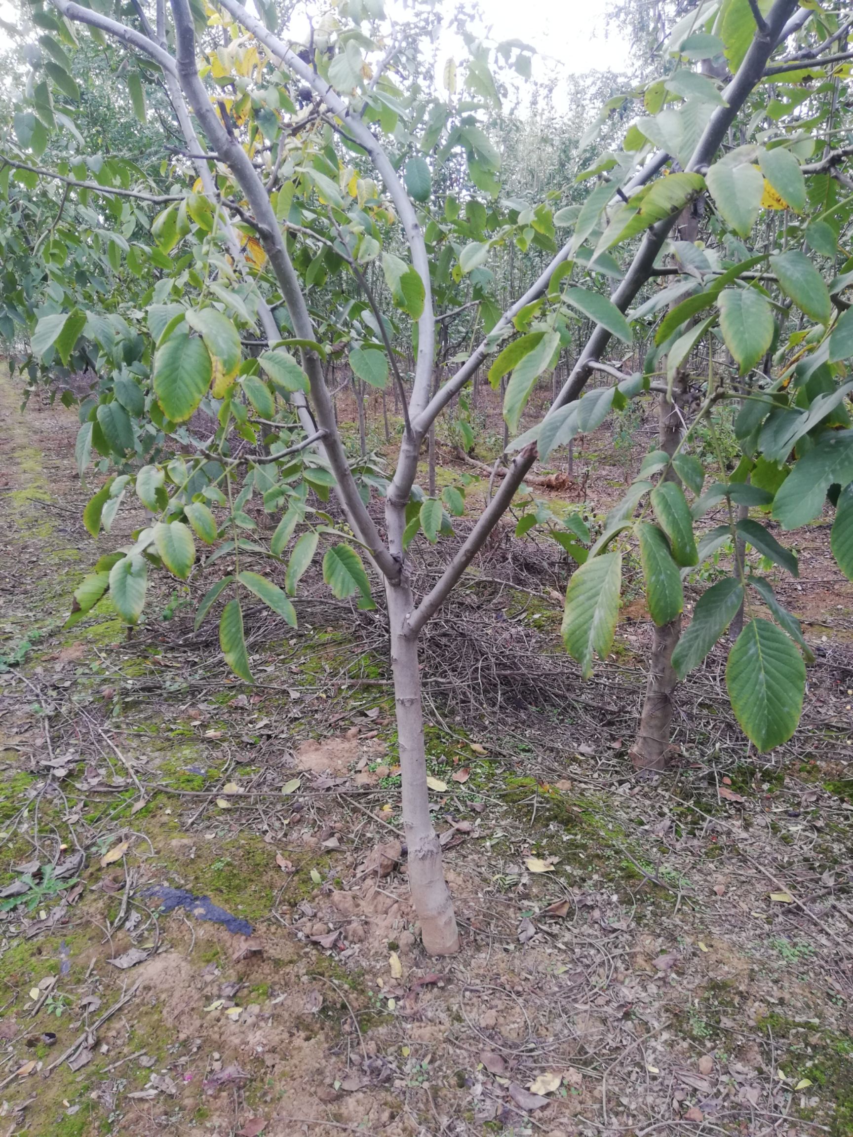 薄皮核桃苗 核桃树，5/12cm已结果，土球裸根均可，无人管理出售，价低