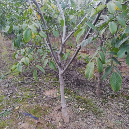 洛阳薄皮核桃苗 核桃树，5/12cm已结果，土球裸根均可，无人管理出售，价低