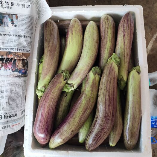 景洪市冰川茄 随时都有货