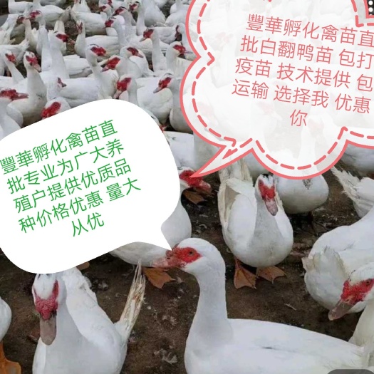 惠州 热卖纯正种白翻鸭苗 （大陆牧业孵化禽苗直批 包打疫苗 包运输