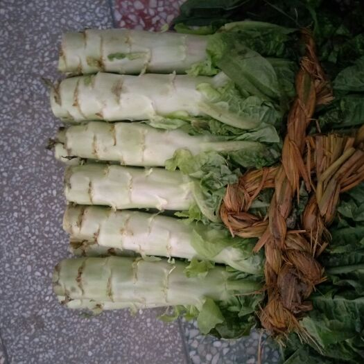 东台市红叶莴笋 大粗，不高没有开花