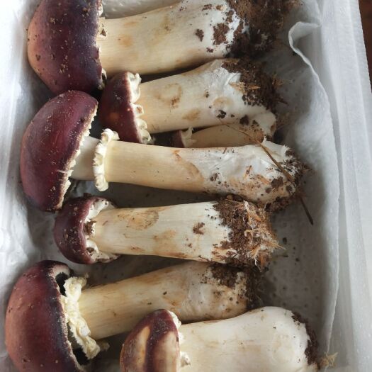 资中县 桑枝益肾菇——姬松茸