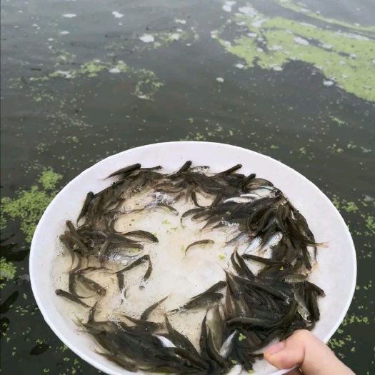 博罗县 土鲮鱼苗