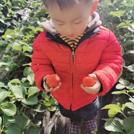 北京 天然有机红颜草莓