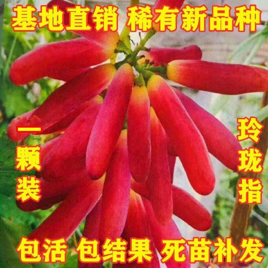 丰县 果树苗新品种玲珑指葡萄苗早熟葡萄树苗南方北方种植 当年结果
