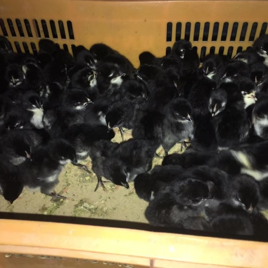 南宁黑土2号鸡苗 诚信交易孵化场直销一手货源，质量保证技术指导
感兴趣的话给我