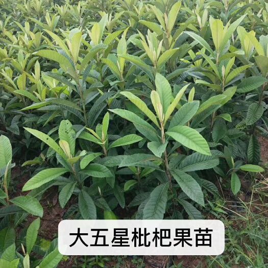 简阳市大五星枇杷苗裸根不带土