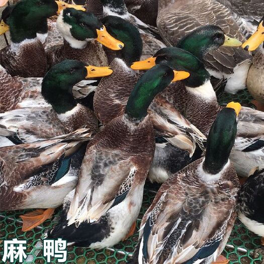 南宁 麻鸭苗