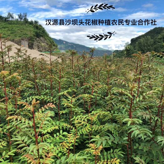 汉源县 汉源花椒苗，原产地直销，欢迎咨询和原产地考察，量大从优。