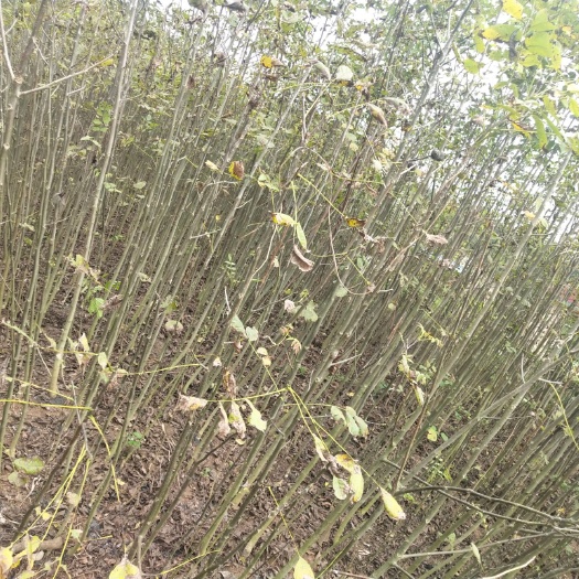 简阳市8518核桃苗   核桃苗