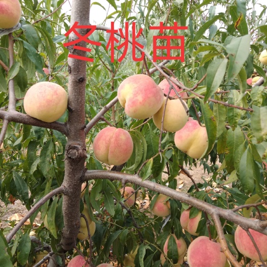 邹城市 基地，供应各种品种桃树苗，2---3公分桃树苗