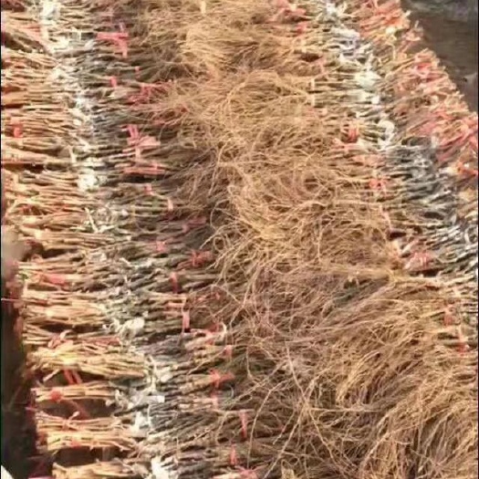 营口 出售各种嫁接品种葡萄苗