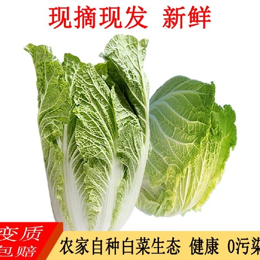 青口白 白菜 新鲜蔬菜 产地直供