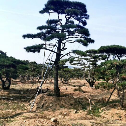 济南造型松树 万亩景观松基地常年供应景观松，造型松，造型油松，造型黑松，