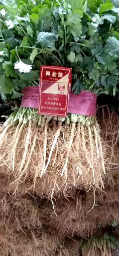 大叶香菜 20~25cm