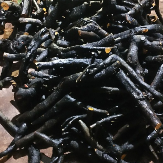  灌木金弹子母桩金品桩