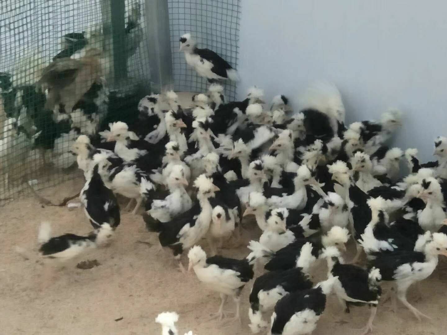 贵妃鸡鸡苗  脱温贵妃鸡苗批发 全国发货 提供技术支持