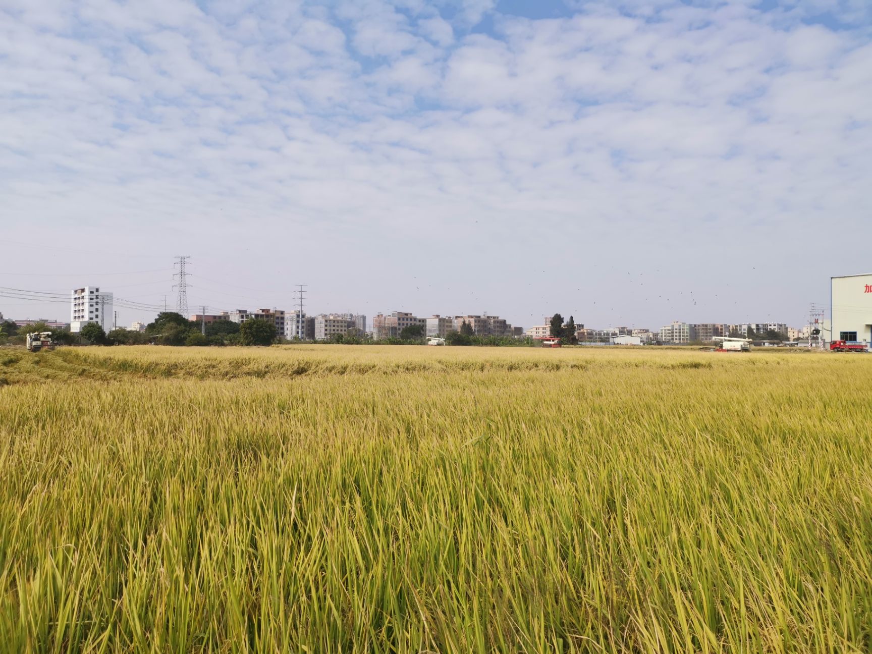 美香占2号稻谷 合作社自有基地,原种种植,质优价廉