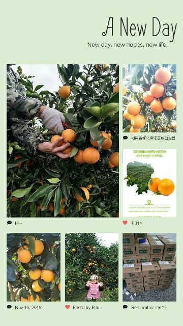 麻阳县 麻阳正宗冰糖橙