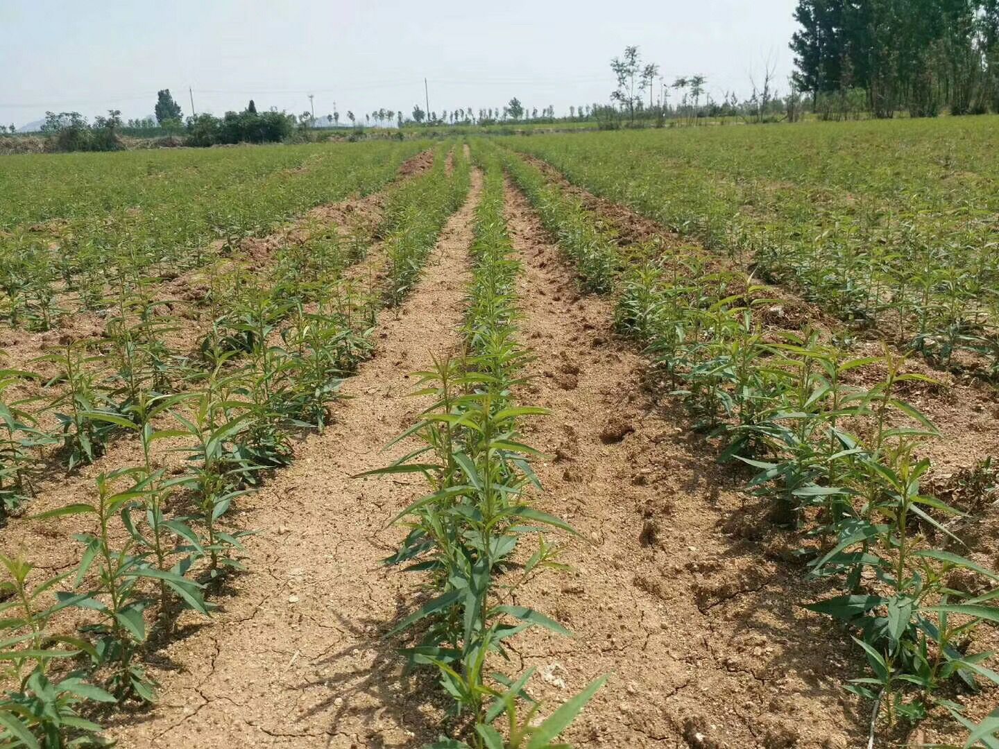 枣油桃树苗 优质桃树苗 基地直发 保真包活 全国包邮