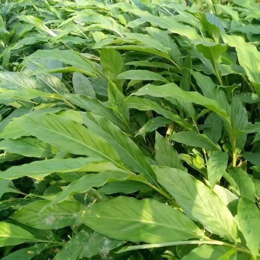 西畴县草果苗 自己培植种苗