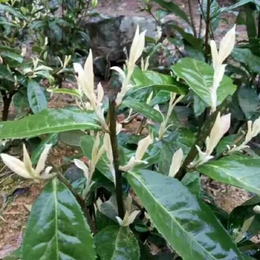 建德市白茶树苗 珍惜茶苗中白四号（极白）茶苗，全程技术支持