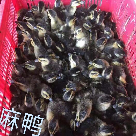 南宁建湖杂交麻鸭苗  小麻鸭