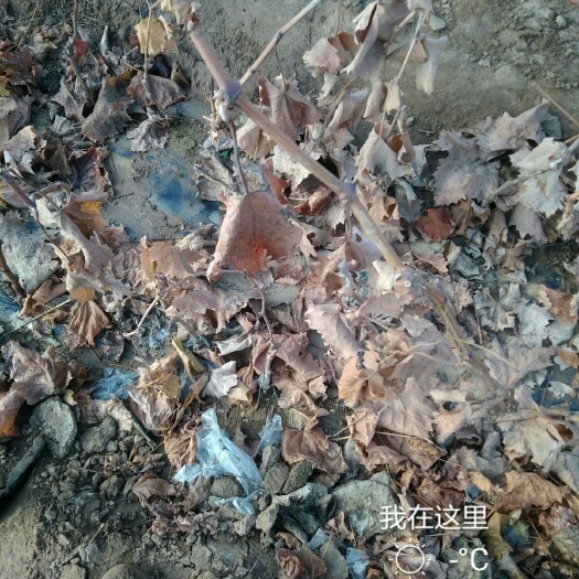 卢龙县阳光玫瑰葡萄苗二年的