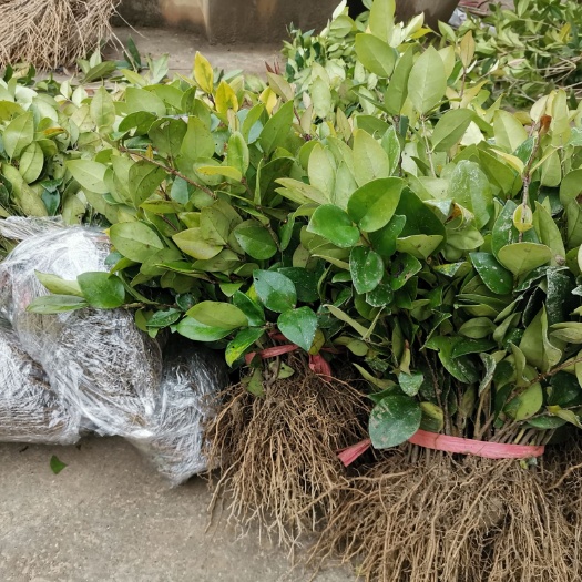 金叶女贞 杜鹃红叶石楠无刺构骨金边黄杨茶花苗等庭院绿化