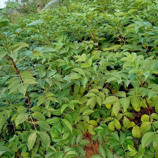 樟树市 出售批发吴茱萸苗