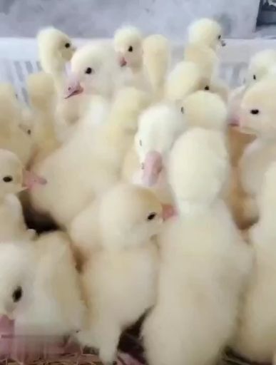 郓城县白鹅苗