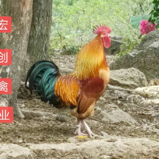 衡阳三黄鸡苗  土鸡苗 公 全国发货黄土鸡苗一日龄鸡苗一手货源孵