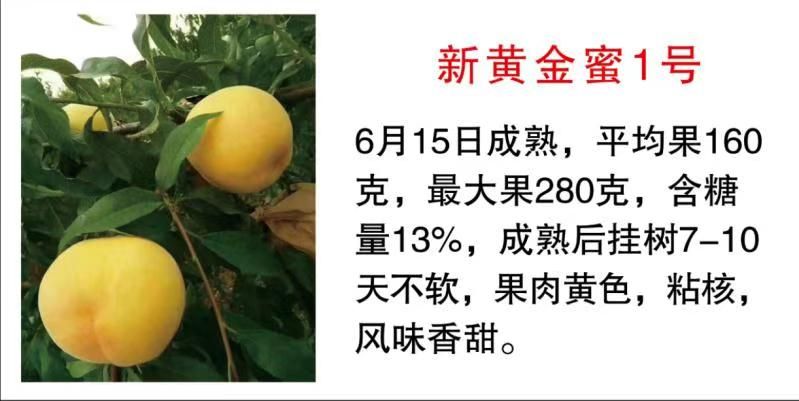 一品桃树苗 山东省菏泽市巨野县老刘精品桃苗基地