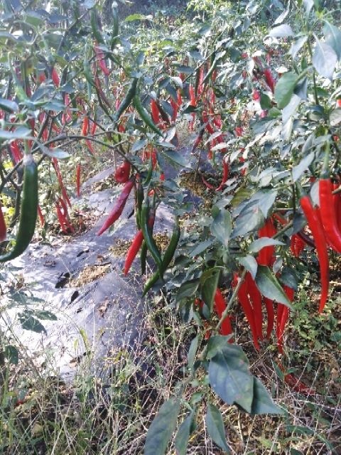 沿河县 新鲜红辣椒