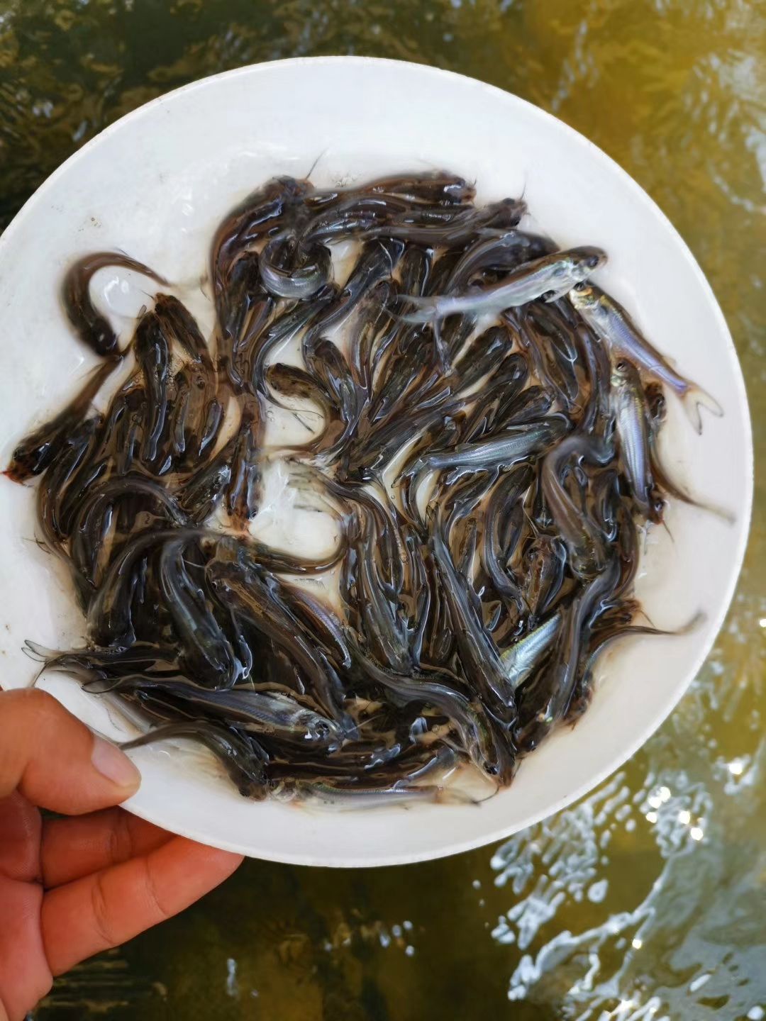 斑点叉尾鮰鱼  大量出售，斑点叉美蛔鱼，有4-5-6公分，50万起0.15元