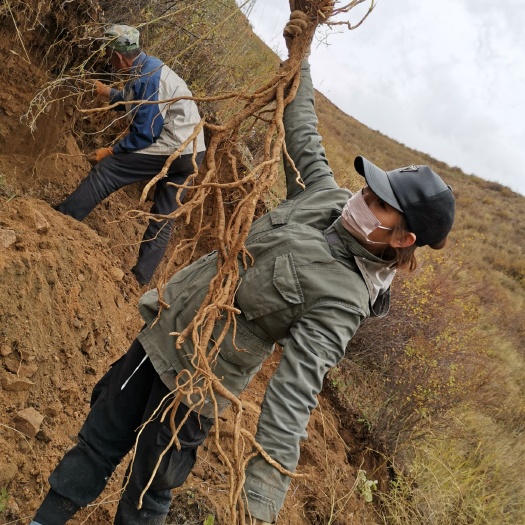 浑源县 三十年无污染土生土长黄芪，芪田大参正北芪