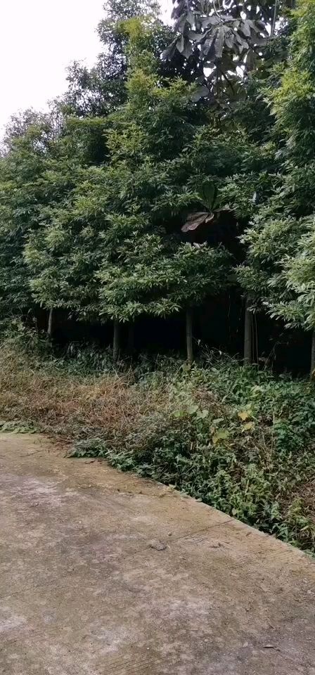 大邑县小叶桢楠 20万株精品桢楠低价抛售