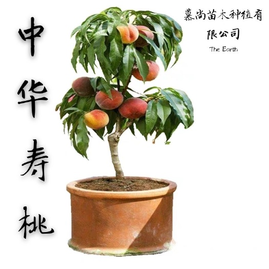平邑县 中华寿桃树苗特大早晚熟桃树苗嫁接桃子树苗南方北方种植当年结